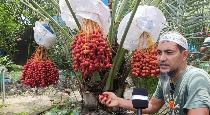 আরবের খুরমা খেজুরের বাগান করে দুই ভাইয়ের বাজিমাত