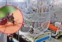 ডেঙ্গু আক্রান্ত আরও ৩১৭ জন হাসপাতালে ভর্তি