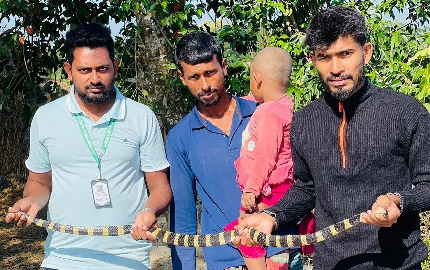কলাপাড়ায় কৃষকের বাড়ি থেকে শঙ্খিনী সাপ উদ্ধার