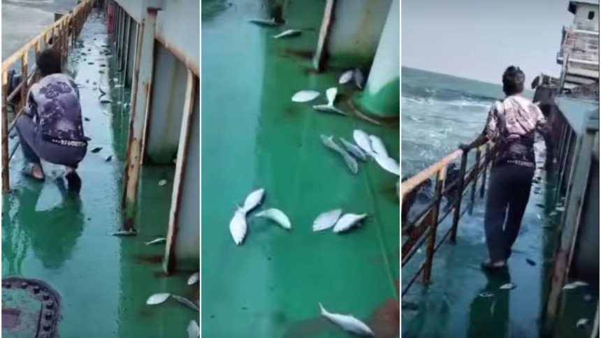 গভীর সমুদ্রে হঠাৎ করে জাহাজে উঠলো এক ঝাঁক ইলিশ