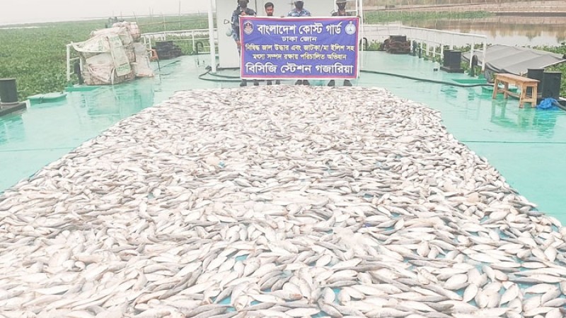 নারায়ণগঞ্জ-মুন্সিগঞ্জে সাড়ে ৩ হাজার কেজি জাটকা জব্দ