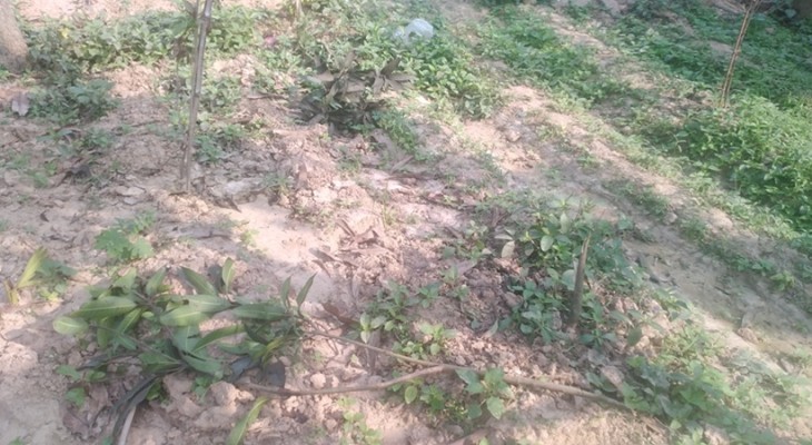 সাপাহারে ফলজ গাছ কর্তনের অভিযোগ