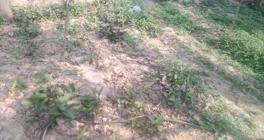 সাপাহারে ফলজ গাছ কর্তনের অভিযোগ