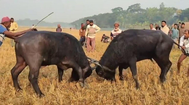 বরগুনার আমতলীতে ঐতিহ্যবাহী মহিষের লড়াই