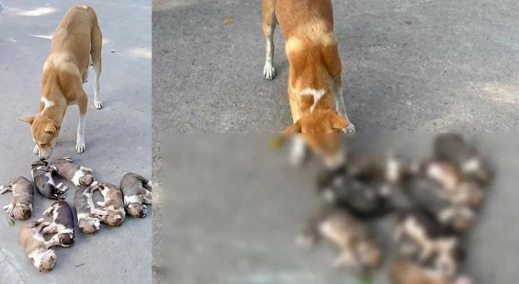 পাবনায় আটটি কুকুরছানা বস্তায় ভরে পানিতে ফেলে হত্যার অভিযোগ