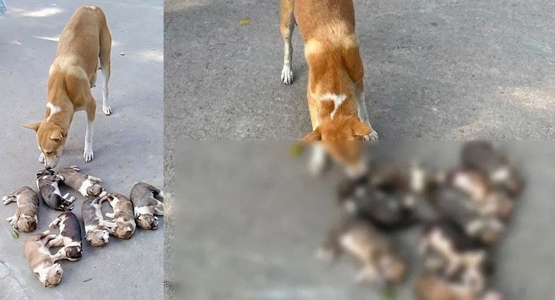 পাবনায় আটটি কুকুরছানা বস্তায় ভরে পানিতে ফেলে হত্যার অভিযোগ