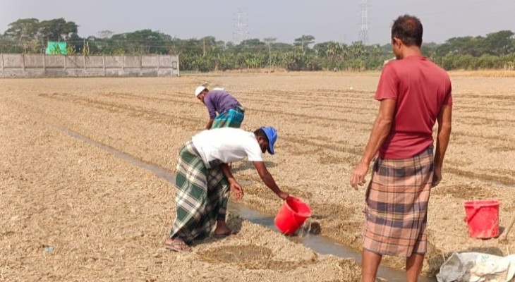 কলাপাড়া বিস্তীর্ণ এলাকার কৃষি জমিতে তরমুজ আবাদের কর্মযজ্ঞ