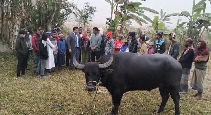 আইন বহির্ভূত হওয়ায় কলাপাড়ায় মহিষের লড়াই বন্ধ করেদিল উপজেলা প্রশাসন