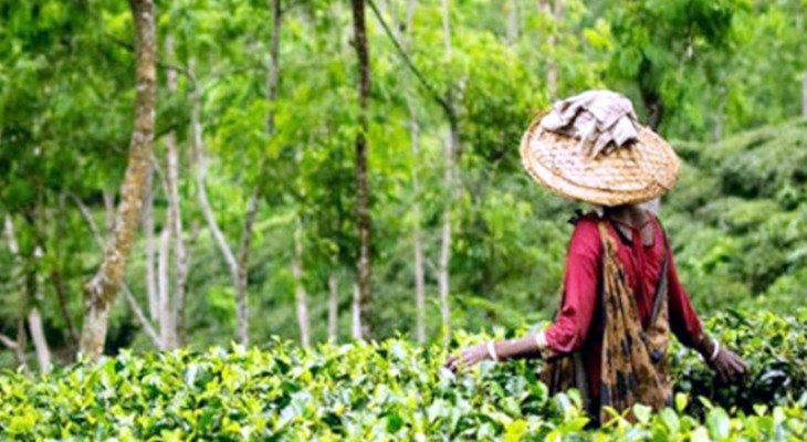 চা বাগান গুলোতে ফিরে পেয়েছে সবুজের সমারোহ