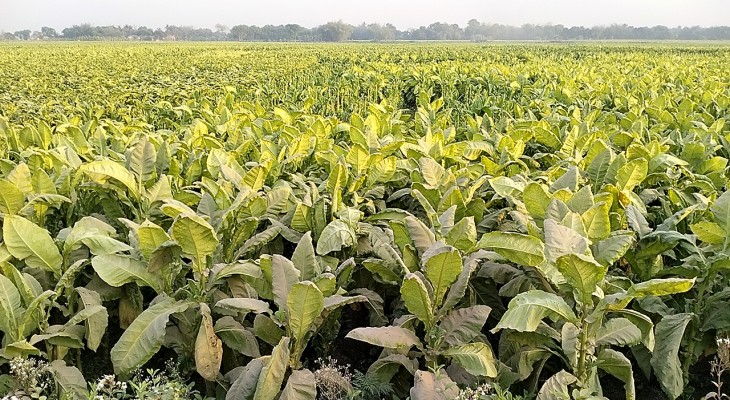 সিরাজগঞ্জে ধানের জমিতে তামাকের চাষ, কিছুই জানে না কৃষি কর্মকর্তা