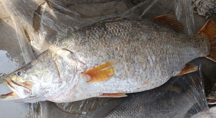 কুয়াকাটায় জেলের জালে ২৩ কেজি ওজনের কোরাল, ৩০ হাজারে বিক্রি