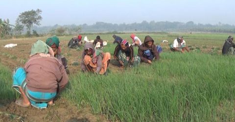 ঝিনাইদহে ঐতিহ্যবাহী জোট বা ‘গাতা’ পদ্ধতিতে এখনো চলছে দিনমজুরের কাজ