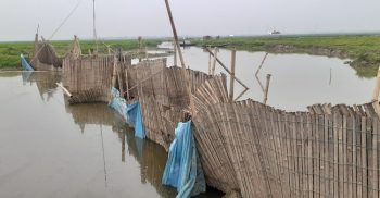 সরকার হারাচ্ছে কোটি টাকার রাজস্ব সিন্ডিকেট চক্রের দখলে শালকাটুয়া-মাঝেরবান বিল