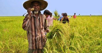 ঝিনাইদহে কঠোর পরিশ্রম করায়, করোনায় আক্রান্ত হয়নি কৃষকরা!