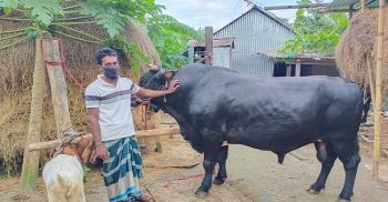 নড়িয়ার রাজনগরে ২৫ মণ ওজনের কালা মানিকের দাম ৭ লাখ টাকা !