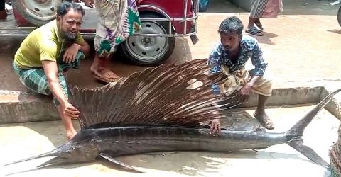 গভীর সমুদ্রে আবারো জেলেদের জালে বিরল প্রজাতির মাছ