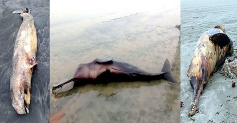 একের পর এক ভেসে আসছে মৃত ডলফিন