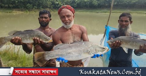 কৃত্রিম ফিড খাবারের মাধ্যমে পুকুরে কোরাল মাছ চাষ