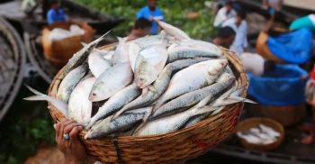 বাংলাদেশ থেকে ১ হাজার টন ইলিশ নিতে চায় চীন