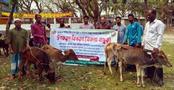 কলাপাড়ায় জেলেদের মাঝে বকনা গরুর বাছুর বিতরণ