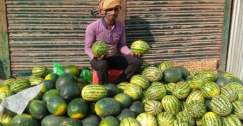 হাট বাজারে উঠতে শুরু করেছে রসালো ফল তরমুজ